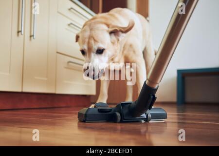 Unlauschiger Hund, der während der Hausreinigung Staubsauger anbarg. Stockfoto