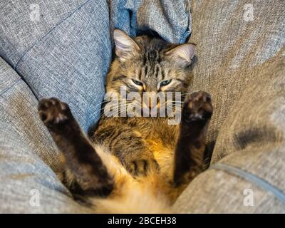 Nahaufnahme einer in ungewöhnlicher Haltung liegenden Katze, die in ein graues Kissen eingetaucht ist und die Augen leicht bedeckt. Stockfoto