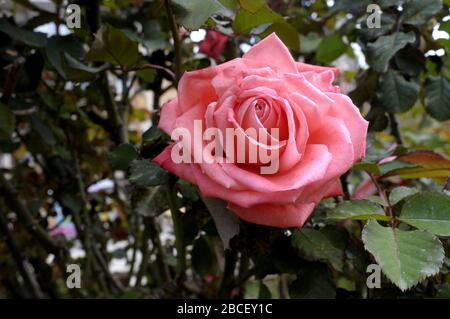Eine Rose ist eine holzige mehrjährige blühende Pflanze der Gattung Rosa, in der Familie der Rosengewächse, oder die Blume, die sie trägt. Stockfoto