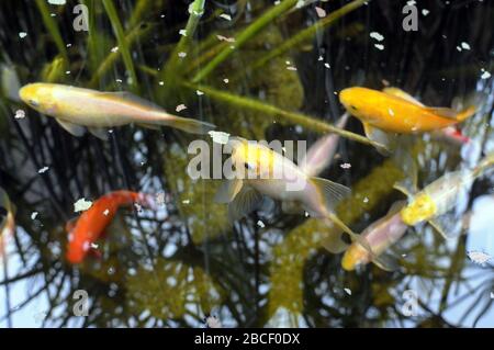 Bunte Fische, Aquarium Goldfisch Stockfoto