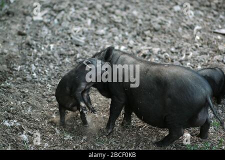 Vietnamesisches schwarzes Schwein mit Bast. Herbivore Schweine. Stockfoto