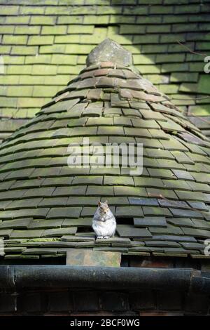 Ein graues Gleithörnchen (Sciurus carolinensis), das auf einem ornamentalen Ziegeldach sitzt und darin ein Loch hat, in dem das Gleithörnchen seine Heimat, Großbritannien, gemacht hatte Stockfoto