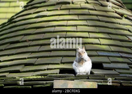 Ein graues Gleithörnchen (Sciurus carolinensis), das auf einem ornamentalen Ziegeldach sitzt und darin ein Loch hat, in dem das Gleithörnchen seine Heimat, Großbritannien, gemacht hatte Stockfoto