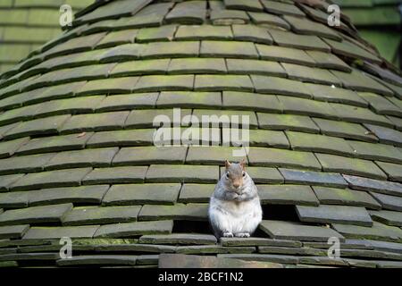 Ein graues Gleithörnchen (Sciurus carolinensis), das auf einem ornamentalen Ziegeldach sitzt und darin ein Loch hat, in dem das Gleithörnchen seine Heimat, Großbritannien, gemacht hatte Stockfoto