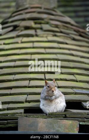 Ein graues Gleithörnchen (Sciurus carolinensis), das auf einem ornamentalen Ziegeldach sitzt und darin ein Loch hat, in dem das Gleithörnchen seine Heimat, Großbritannien, gemacht hatte Stockfoto