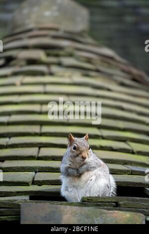 Ein graues Gleithörnchen (Sciurus carolinensis), das auf einem ornamentalen Ziegeldach sitzt und darin ein Loch hat, in dem das Gleithörnchen seine Heimat, Großbritannien, gemacht hatte Stockfoto