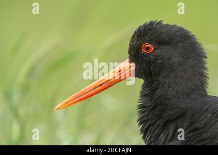 Eurasischen Austernfischer Stockfoto