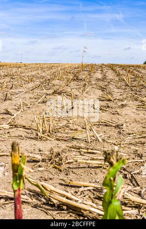 Geerntetes Maisfeld, Stoppelfeld nach der Ernte mit einer einzigen stehenden Maispflanze Stockfoto