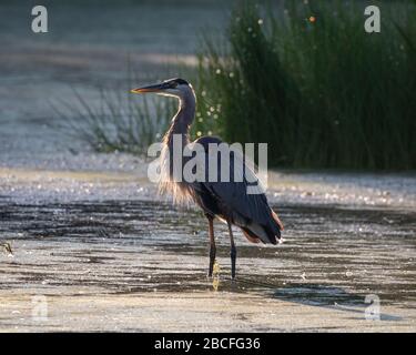Großer Blaureiher bei Sonnenaufgang goldene Stunde. Wir fahren durch Marsh in Hampton, New Brunswick, Kanada Stockfoto