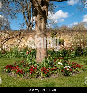 Der Frühling erwacht im historischen ummauerten Garten der Eastcote House Gardens im Borough of Hillingdon, London, Großbritannien. Stockfoto
