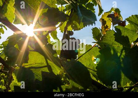 Weinrebe mit Blättern und roten Trauben und Beeren im Hintergrund der Abendsonne, die mit Sonnenstern durchscheint Stockfoto