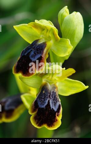 Schließen Sie sich zwei Blumen mit einer ungewöhnlich bunten Form von Somber Bee Orchid (Ophrys fusca) über einem unfokussierten natürlichen Hintergrund an. Arrabida-Gebirge Stockfoto