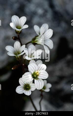 Fünf Petalen, weiße und ausgefranste Blumen der "Meadow saxifrage Plant" (Saxifrana granulata) vor einem dunkelgrauen natürlichen Hintergrund. Arrabida-Gebirge, Portu Stockfoto