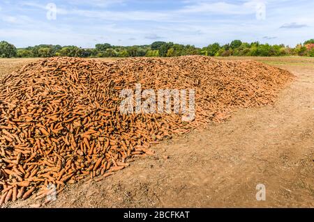 Ein Feld mit einem Berg oder Haufen geernteter Möhren, im Hintergrund bewaldete Landschaft Stockfoto