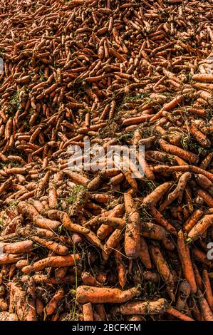 Schneiden von einem Berg oder Haufen geernteter Möhren Stockfoto