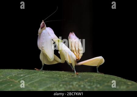 Hymenopus coronatus, Orchideenmantis, Hymenopus bicornis Stockfoto