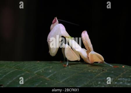 Hymenopus coronatus, Orchideenmantis, Hymenopus bicornis Stockfoto