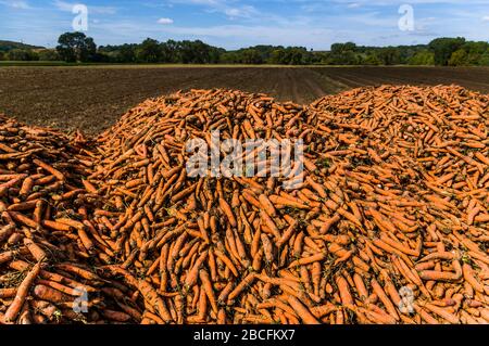 Ein Feld mit einem Berg oder Haufen geernteter Möhren, im Hintergrund bewaldete Landschaft Stockfoto