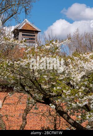 Die Frühlingsblüte im Eastcote House vor der Schwalbenkote im historischen ummauerten Garten im Borough of Hillingdon, London, Großbritannien. Stockfoto
