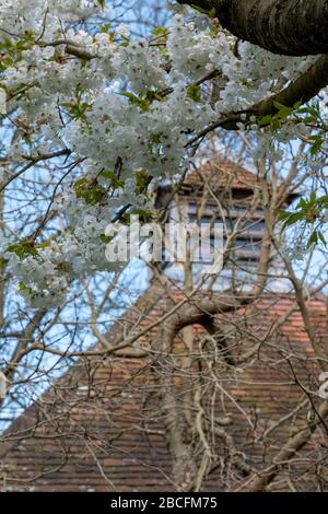 Die Frühlingsblüte im Eastcote House vor der Schwalbenkote im historischen ummauerten Garten im Borough of Hillingdon, London, Großbritannien. Stockfoto