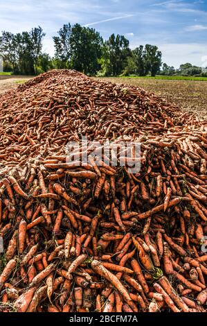 Ein Feld mit einem Berg oder Haufen geernteter Möhren, im Hintergrund bewaldete Landschaft Stockfoto