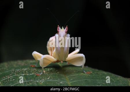 Hymenopus coronatus, Orchideenmantis, Hymenopus bicornis Stockfoto