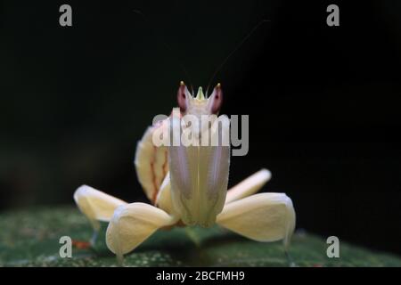 Hymenopus coronatus, Orchideenmantis, Hymenopus bicornis Stockfoto