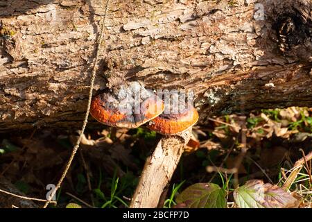 Rotgürtelkonk oder Rotblechpilz, wachsen an einem toten Baum, Fomitopsis pinicola Stockfoto