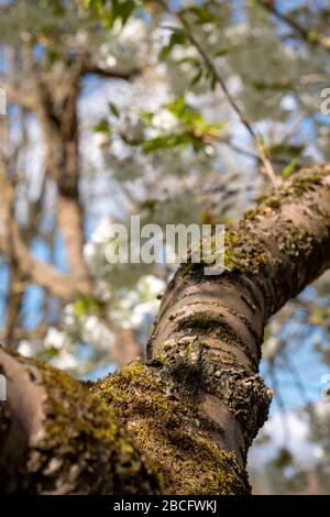 Baumzweige und Frühlingsblüten im historischen ummauerten Garten Eastcote House im Borough of Hillingdon, London, Großbritannien. Stockfoto