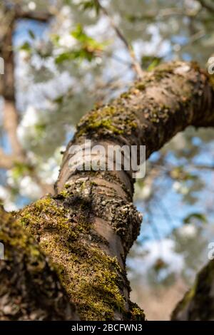 Baumzweige und Frühlingsblüten im historischen ummauerten Garten Eastcote House im Borough of Hillingdon, London, Großbritannien. Stockfoto