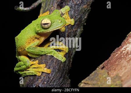 Wallace's Flying Frog, einzigartiger Frosch aus Malaysia Stockfoto