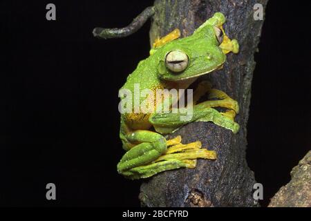 Wallace's Flying Frog, einzigartiger Frosch aus Malaysia Stockfoto