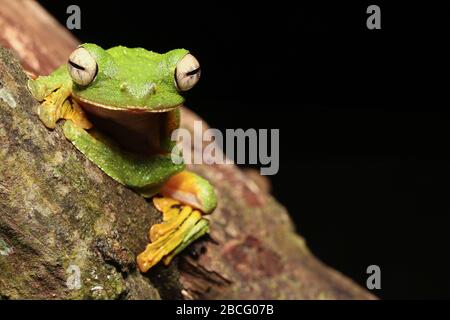 Wallace's Flying Frog, einzigartiger Frosch aus Malaysia Stockfoto