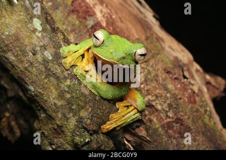 Wallace's Flying Frog, einzigartiger Frosch aus Malaysia Stockfoto