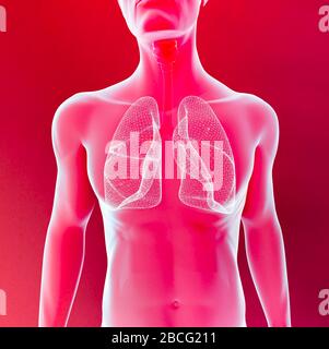 Röntgenansicht der Lunge und Luftröhre, Lungeninfektion durch den menschlichen Körper. Pneumonie. 3D-Rendering Stockfoto