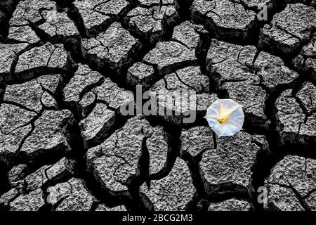 Dry River Bed Flower knackte mit Dürrebedingungen Stockfoto