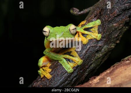 Wallace's Flying Frog, einzigartiger Frosch aus Malaysia Stockfoto