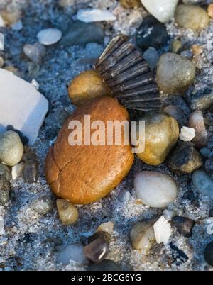 Nahaufnahme von geglätteten Kieselsteinen und einer Muschel am Strand Stockfoto