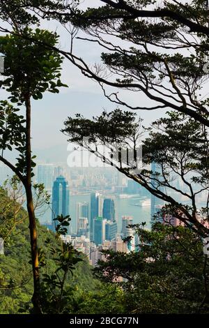 Hongkong, China. Gesamtansicht von Hongkong, Victoria Harbour und Kowloon durch Bäume vom Victoria Peak aus. Stockfoto