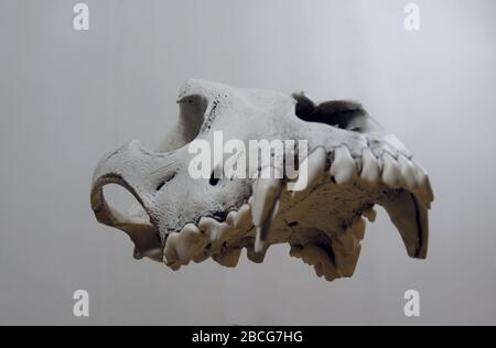 Zähne der Oberkiefer des Schädels eines Hundes schweben in der Luft Stockfoto