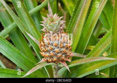 Junge Ananas Pflanzen auf einer Plantage auf der Insel Moorea, Fenche Polynesien, Gesellschaftsinseln Stockfoto