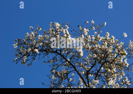 Niedriger Blickwinkel auf weiße Blumen eines Magnolienbaums vor einem klaren blauen Himmel, Magnolia grandiflora Stockfoto