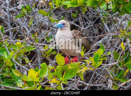 Ein Rotfußbouby (Sula sula) thront in seinem Nest auf der Insel Genovesa, dem Nationalpark Galapagos-Inseln, Ecuador. Stockfoto