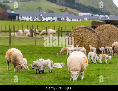 Niedliche verspielte Frühlingsklammer auf grasbewachsenem Feld mit Wiesen, East Lothian, Schottland, Großbritannien Stockfoto