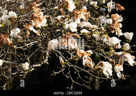 Nahaufnahme der weißen Blumen eines Magnolienbaums mit frostbeschädigten Kronblättern, Magnolia grandiflora Stockfoto