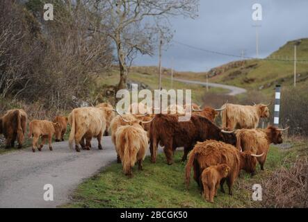 Eine Herde von Highland Cattle, Insel Mull, Schottland. Stockfoto