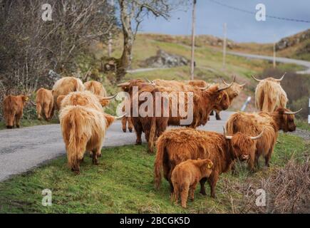 Eine Herde von Highland Cattle, Insel Mull, Schottland. Stockfoto
