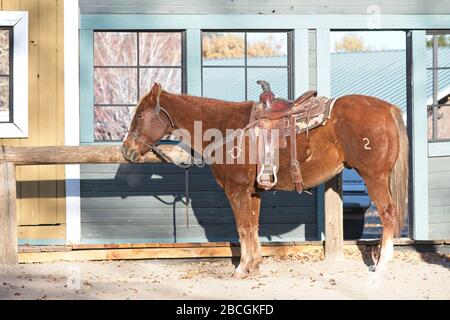 Ein Pferd, das an eine Schiene in einer vorgeblichen westlichen Stadt gebunden ist, wo es zur Straßenschau in Williams, Arizona, USA, geht Stockfoto