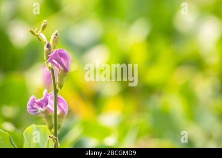 Rosa Blumen blühen von Ipomoea pes-Caprae Hintergrund verschwommen von grünen Blättern. Stockfoto