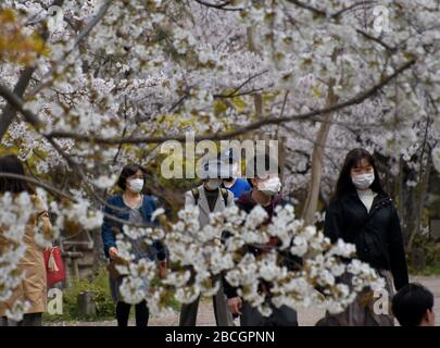 Kyoto, Japan. April 2020. Am Samstag, 4. April 2020, besuchen Touristen Kirschblüten im Maruyama-Park in Kyoto, Japan. Foto von Keizo Mori/UPI Credit: UPI/Alamy Live News Stockfoto